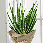 Aloe Vera Plant with Jute Wrapping