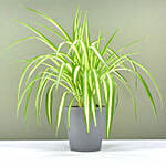 Chlorophytum or Spider Plant