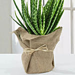 Aloe Vera Plant with Jute Wrapping
