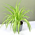 Chlorophytum or Spider Plant