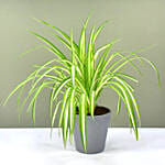 Chlorophytum or Spider Plant