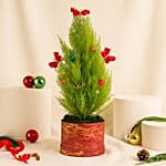 Decorated Festival Cupressus Plant