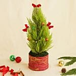 Decorated Festival Cupressus Plant