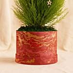 Decorated Festival Cupressus Plant