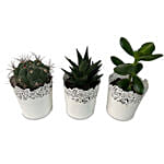 3 Assorted Green Plants In Beautiful Metallic Pots