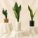 Air Purifying Trio Snake Plants