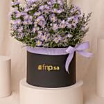 Birthday Wishes Aster Flowers Black Box