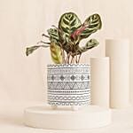 Calathea Plant In Otantik Brown Vase