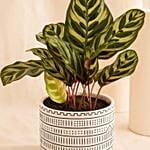 Calathea Plant In Otantik Brown Vase