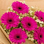 Dark Pink Gerbera Bouquet