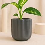 Dieffenbachia Grey Plant