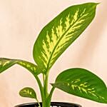 Dieffenbachia Grey Plant