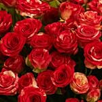 Dual Color Spray Rose Bouquet