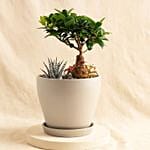 Fittonia Bonsai And Aloe Vera Pot Arrangement
