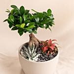 Fittonia Bonsai And Aloe Vera Pot Arrangement