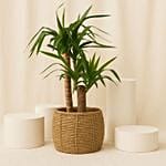 Green Oasis Yuka Plant