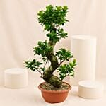 Indoor Plants S Shape Bonsai Plant