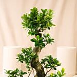Indoor Plants S Shape Bonsai Plant