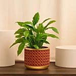 Peace Lily Ceramic Pot