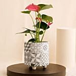Pink Anthurium Black And White Ceramic Pot