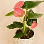 Pink Anthurium Black And White Ceramic Pot