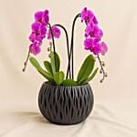 Purple Orchid Plants Garden