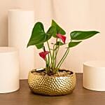 Red Anthurium Golden Vase