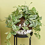 Scindapsus And Echeveria Plant Stand