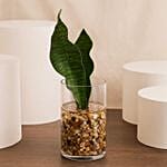 Snake Plant Glass Vase
