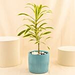 Song Of Jamaica Plant In Ceramic Pot