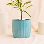 Song Of Jamaica Plant In Ceramic Pot