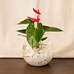 Stunning Red Anthurium Bowl