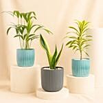 Trio Of Air Purifying Plants