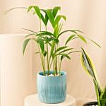 Trio Of Air Purifying Plants