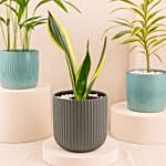 Trio Of Air Purifying Plants