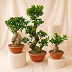 Trio Of Tranquility Set Of 3 Bonsai Plants