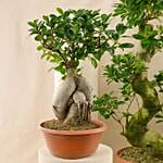 Trio Of Tranquility Set Of 3 Bonsai Plants