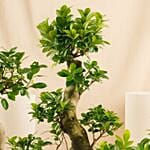 Trio Of Tranquility Set Of 3 Bonsai Plants