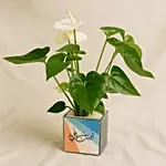 White Anthurium Pot For Dad