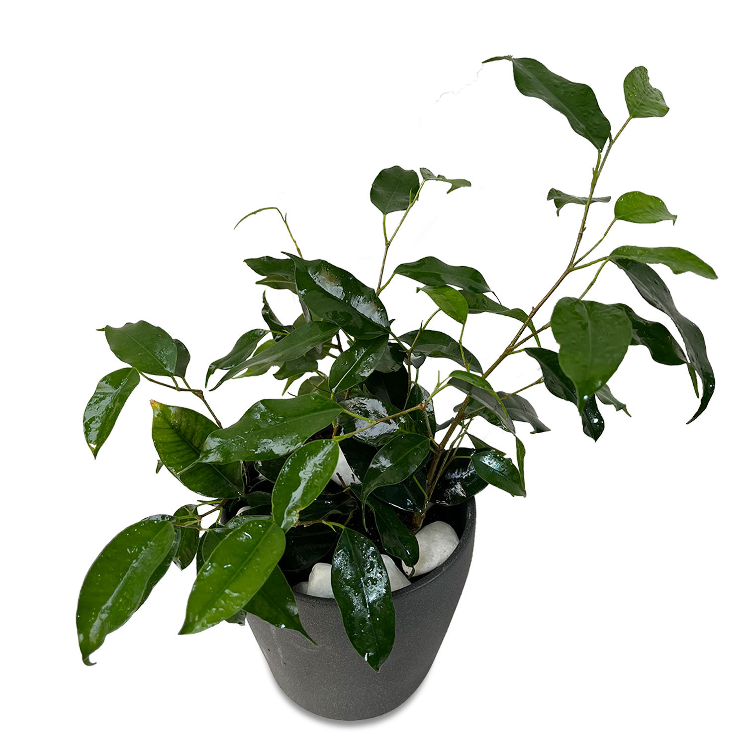 Online Ficus Benjamina Plant Ceramic Pot Gift Delivery in Saudiarabia