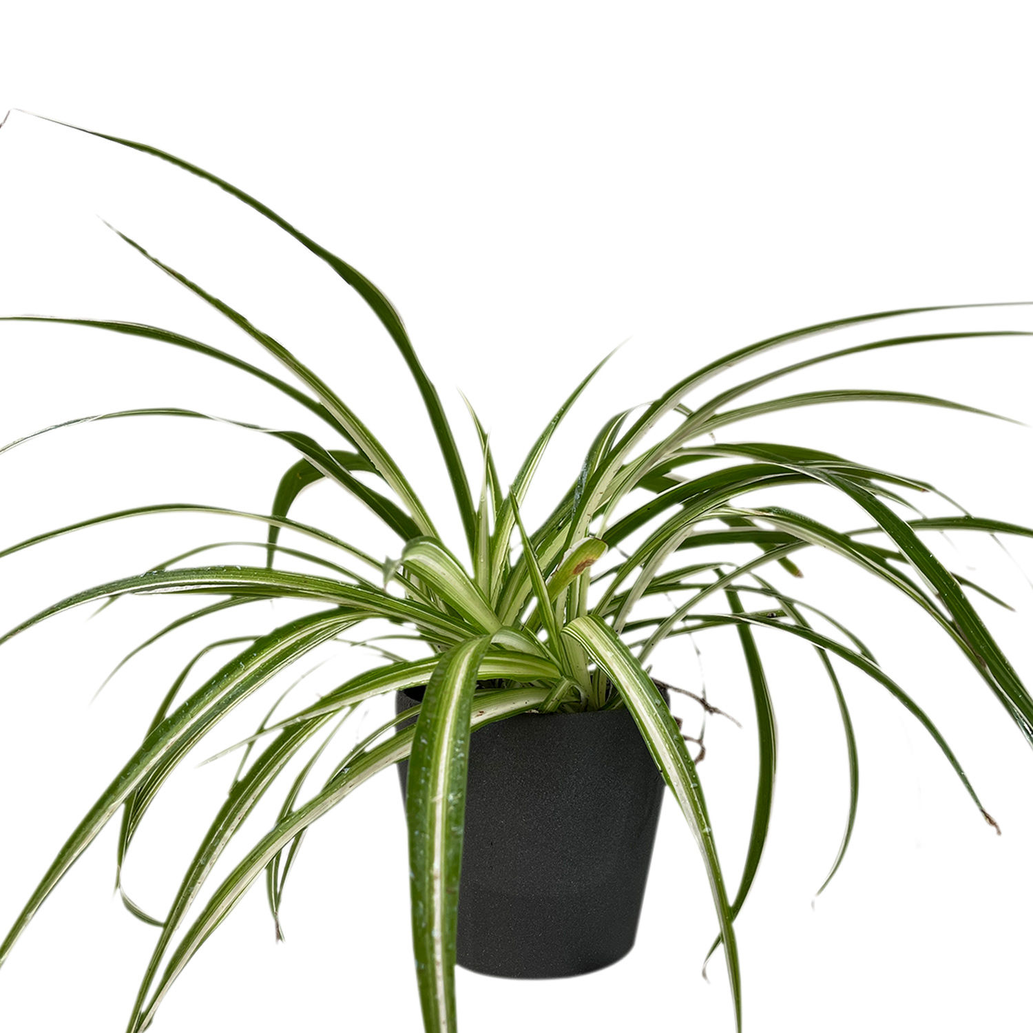 Online Spider Plant Ceramic Pot Gift Delivery in Saudiarabia FNP