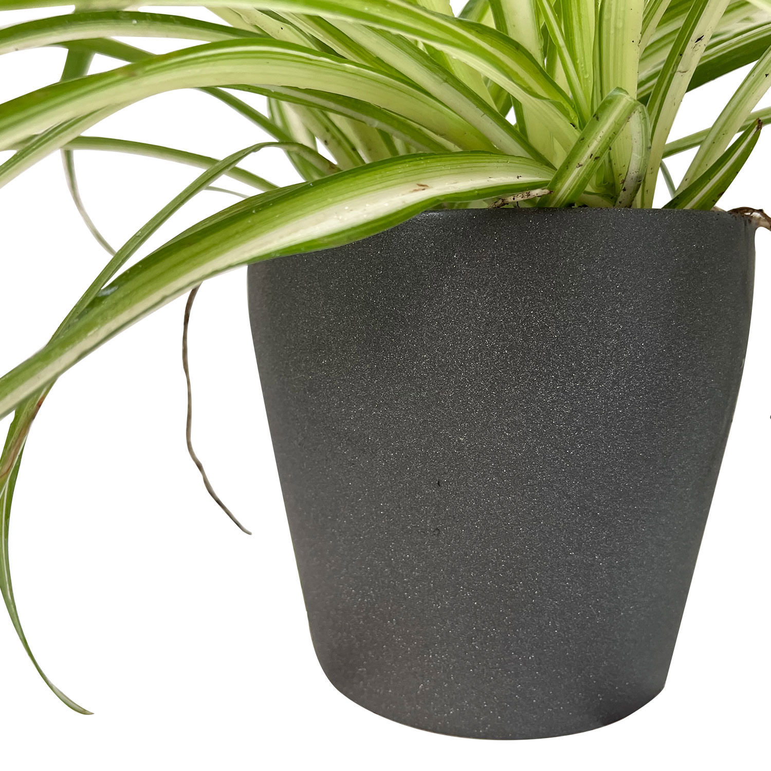 Online Spider Plant Ceramic Pot Gift Delivery in Saudiarabia FNP
