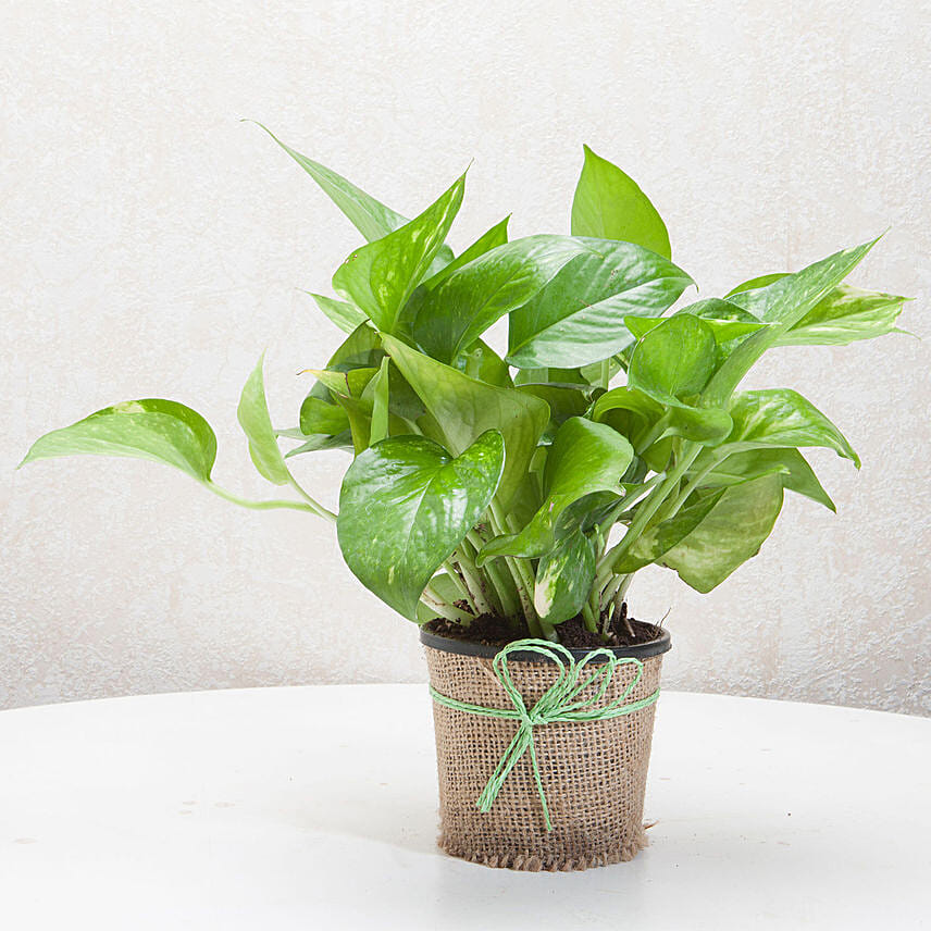 Beautiful Classic Money Plant