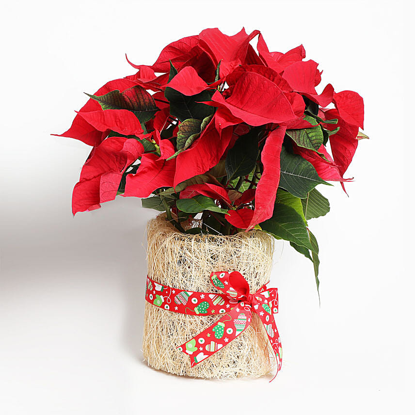 Beautiful Poinsettia Plant In Natural Jute