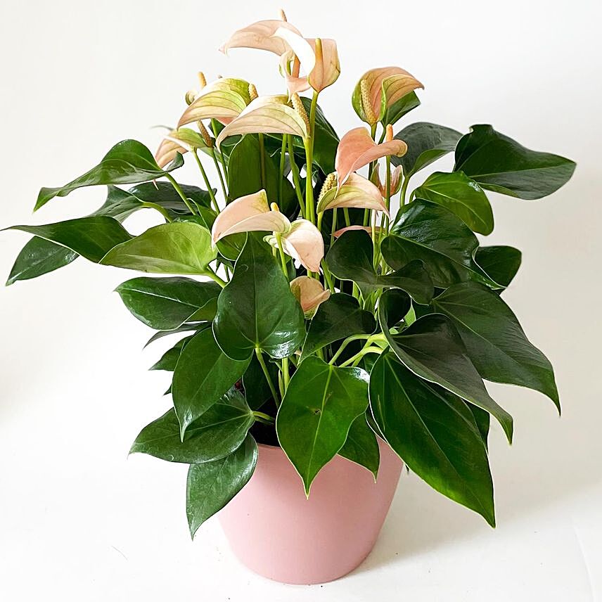 Blooming Anthurium Plant In Round Pot