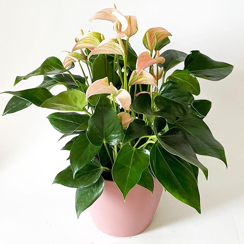 Blooming Anthurium Plant In Round Pot