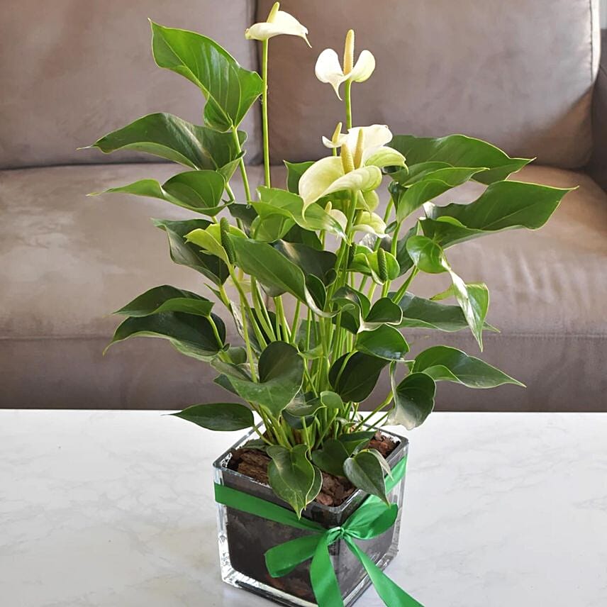 Blooming Anthurium Plant In Square Glass Vase