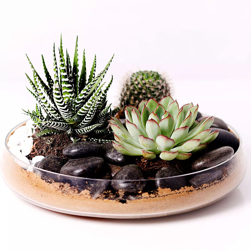 Combo Of Three Plants In Clear Glass Platter