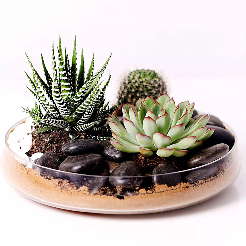 Combo Of Three Plants In Clear Glass Platter