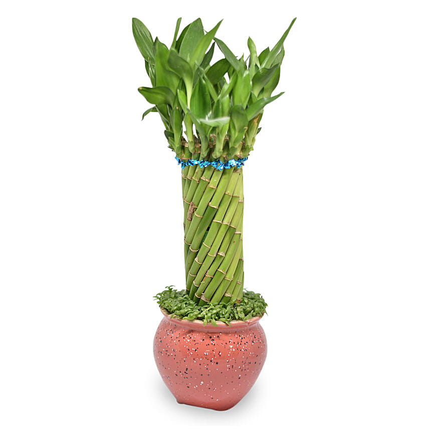 Cylindrical Lucky Bamboo Plant